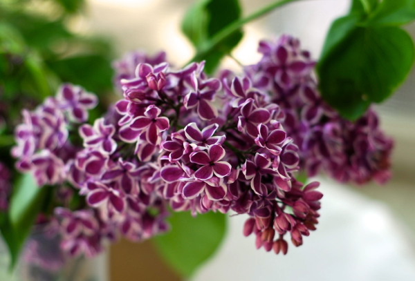 frenchlilac - ChinDeep