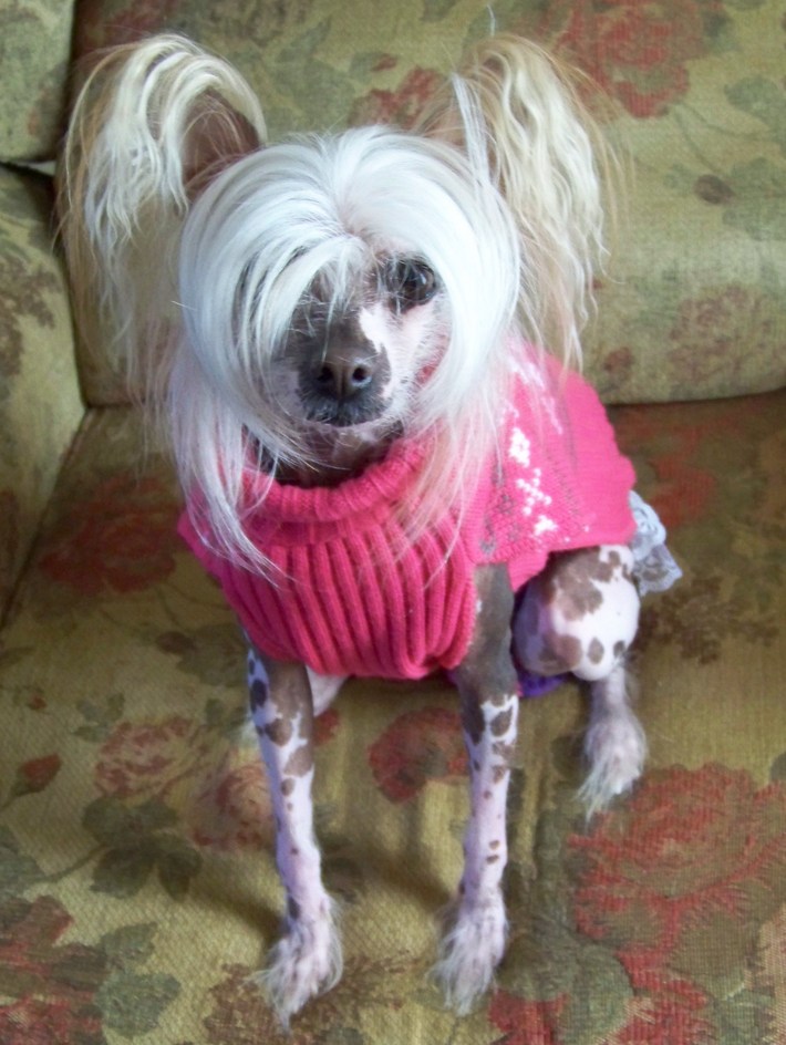 Our Chinese Cresteds