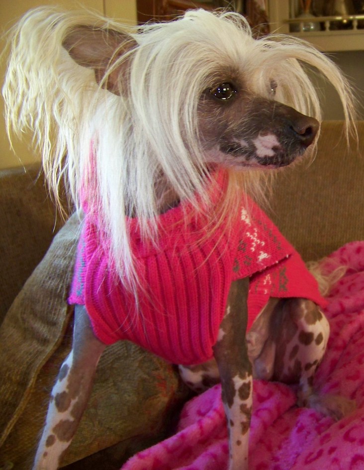 Our Chinese Cresteds