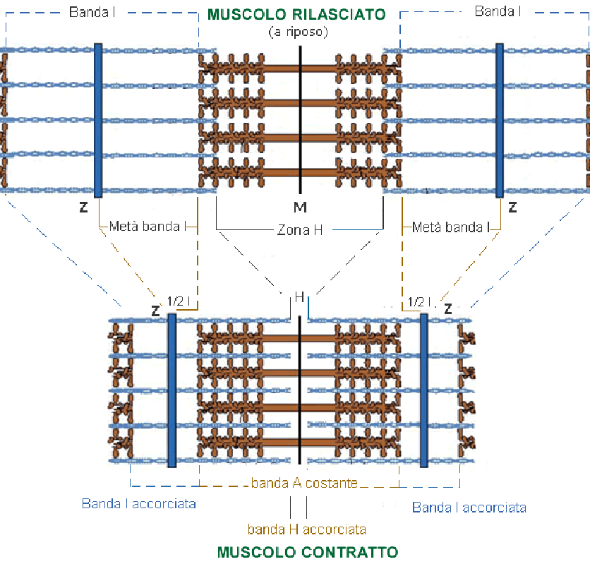 Il Muscolo Scheletrico Anatomia E Fisiologia Della Contrazione Muscolare Chinesiogroup