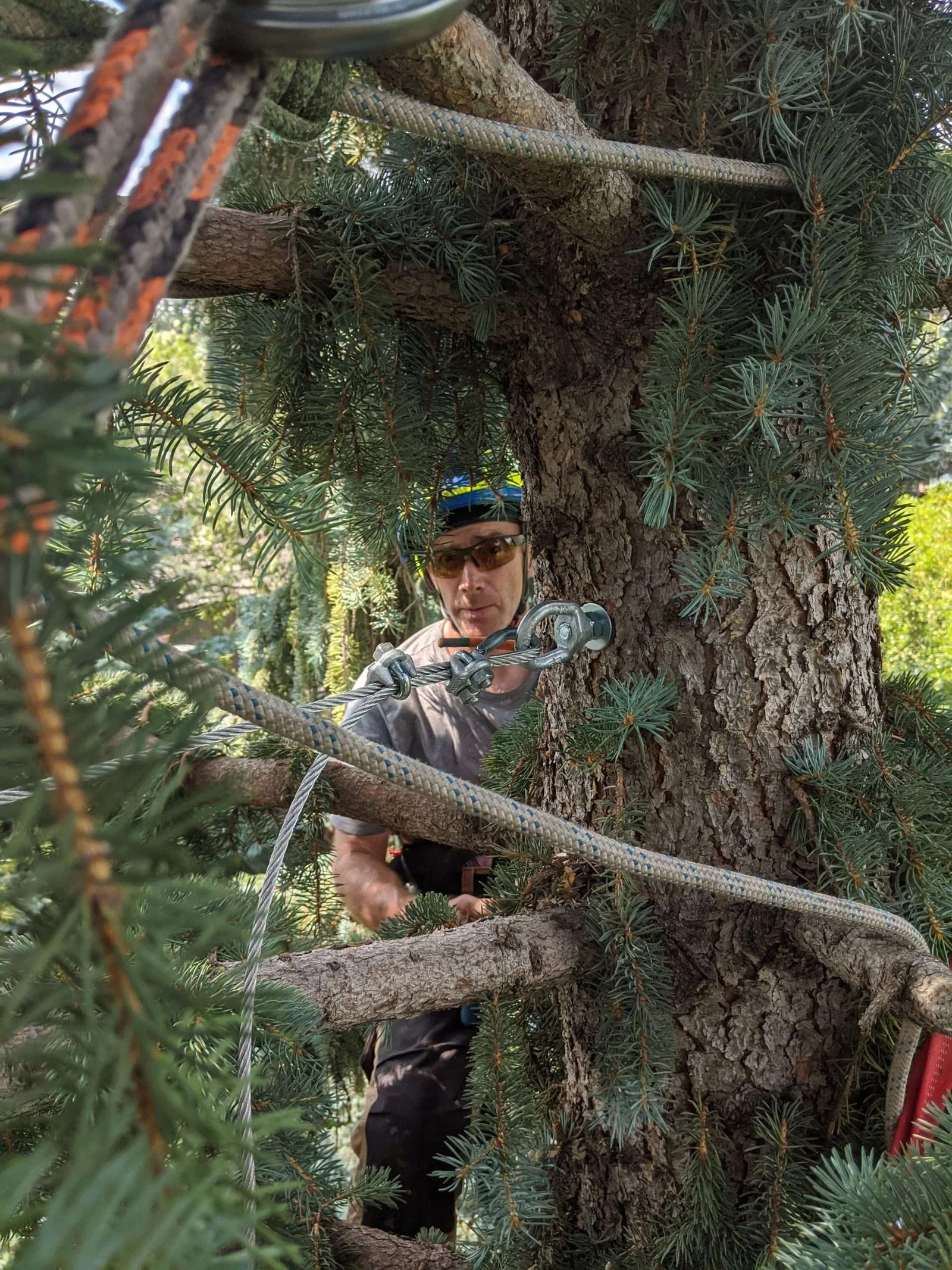 Tree Surgery Chinook Arbor Services