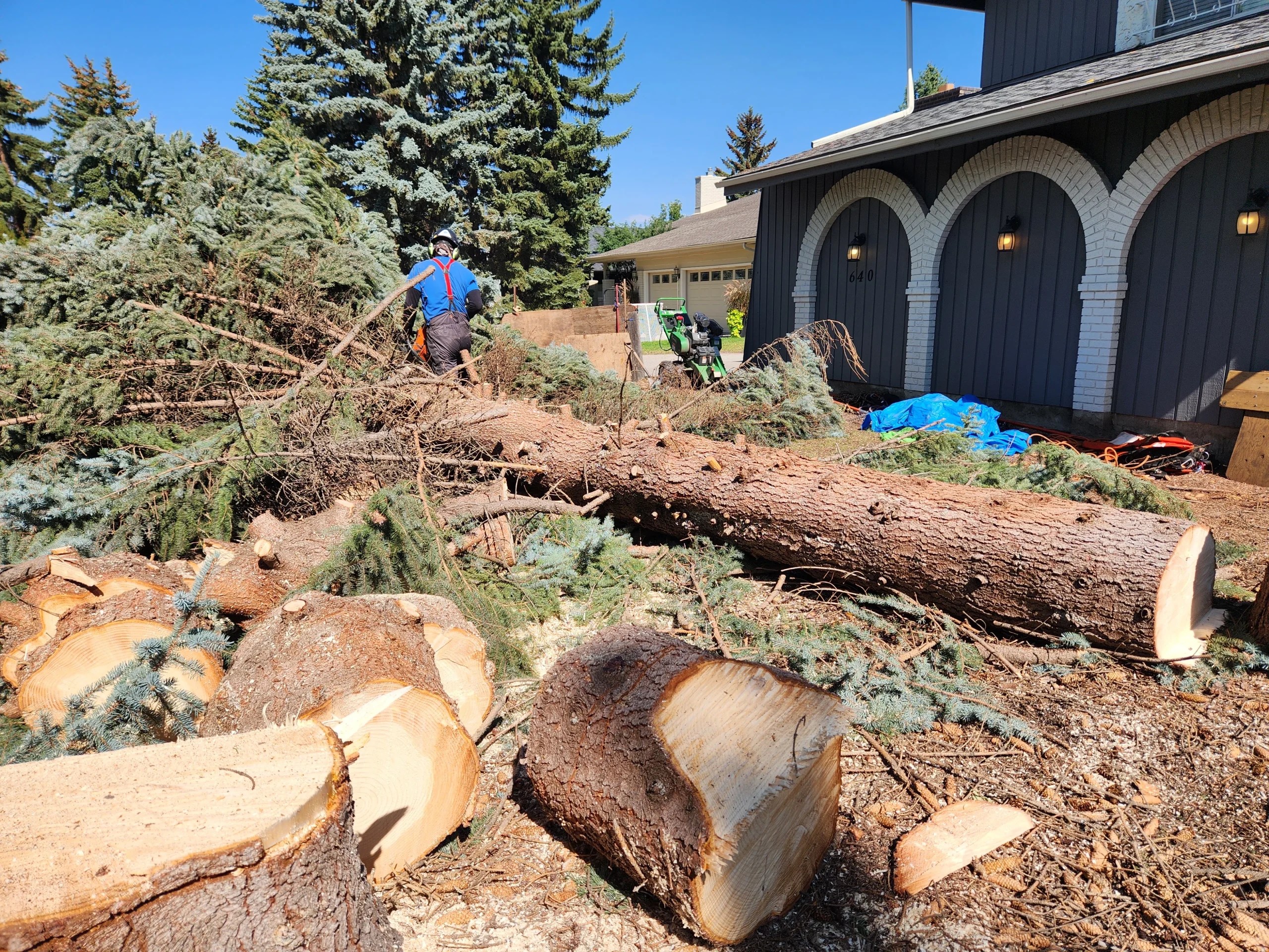 Tree Removal Cost in Calgary Chinook Arbor Services