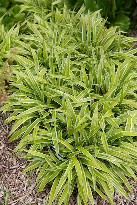 broad leaf sedge 2