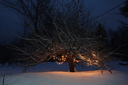 lights-on-apple-tree-1