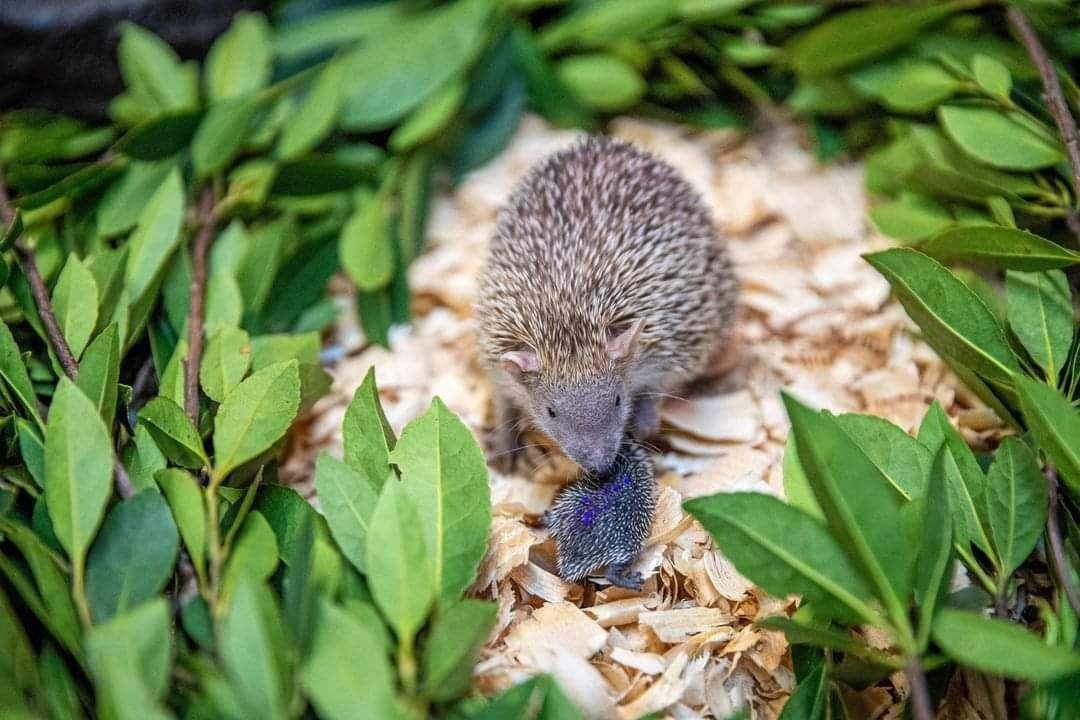 Tenrec Hedgehog Glitter Toaster Strudel Gives Birth to 8 New Babies at
