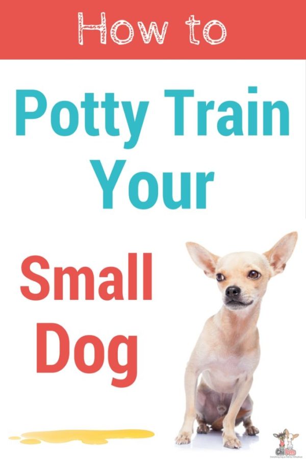 How to Potty Train Your Chihuahua Chi Pets