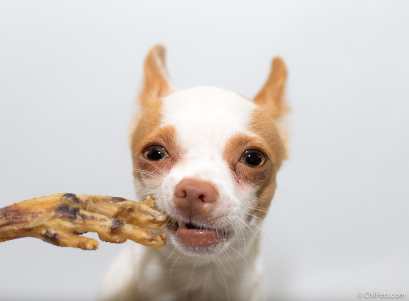 10 Most Common Chihuahua Health Problems Chi Pets