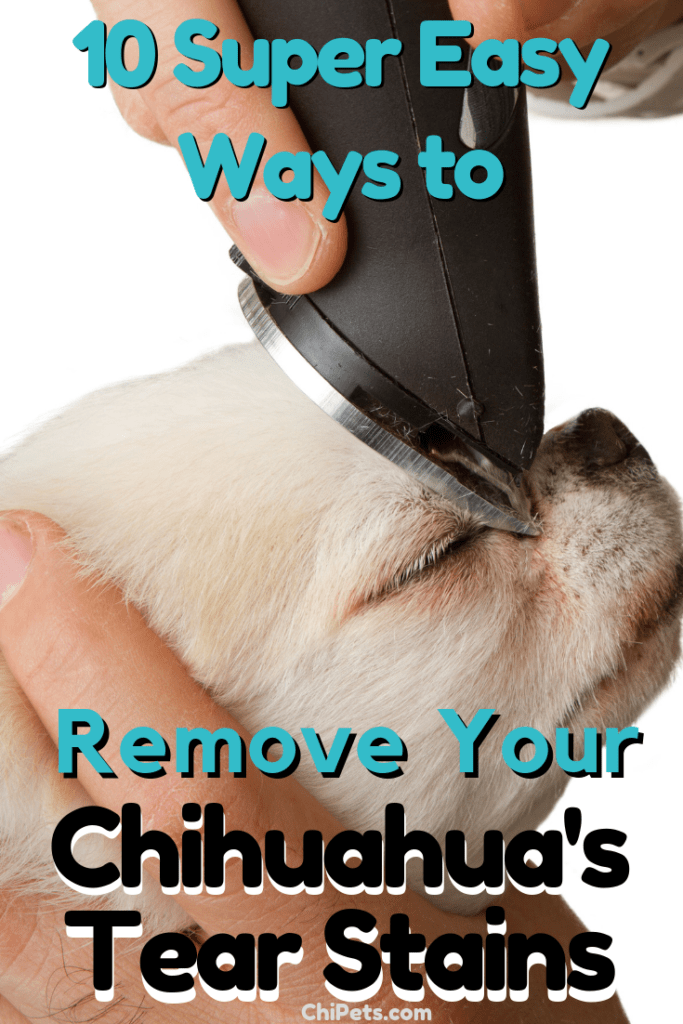 10 Super Easy Ways to Remove Your Chihuahua's Tear Stains Chi Pets