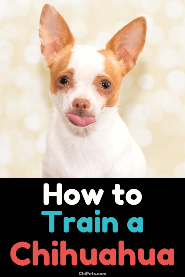 How to Train a Chihuahua Chi Pets