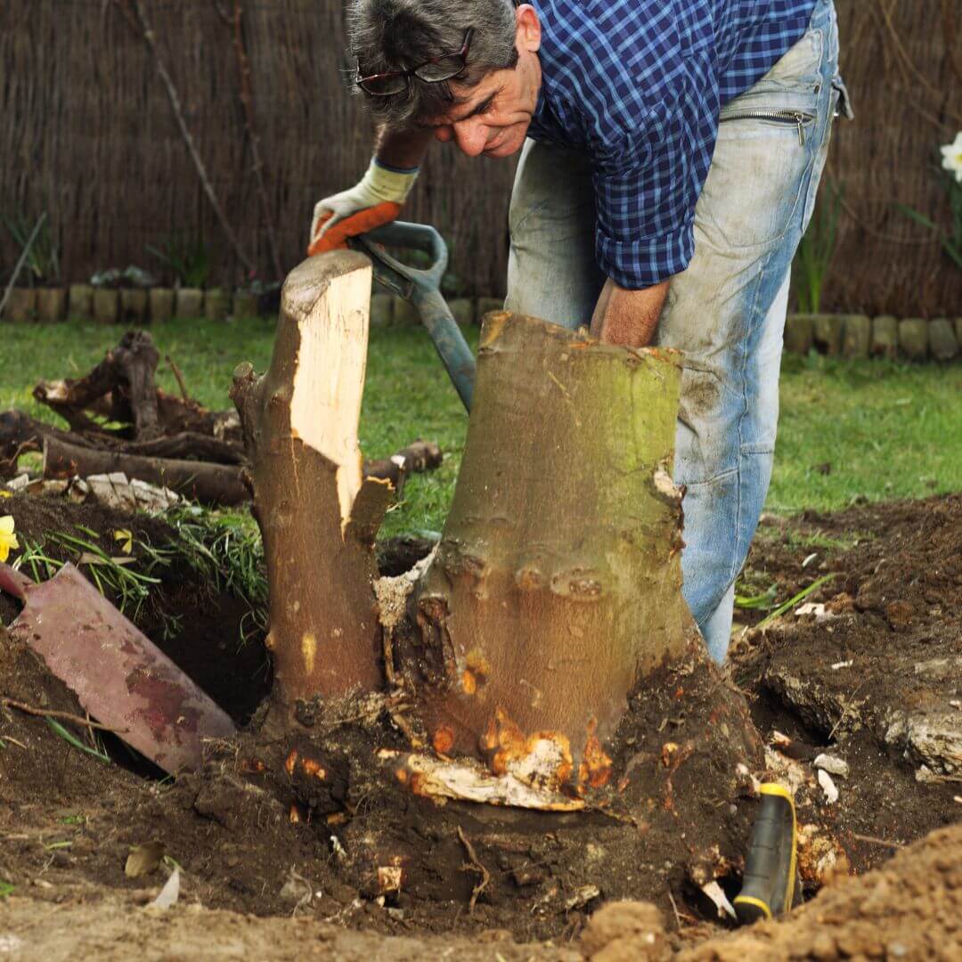 How To Remove a Tree Stump 5 Methods Chip It Guy