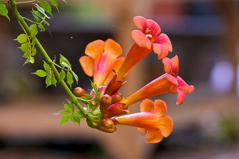 Trumpet Vine Orange 1 Chippewa Valley Growers