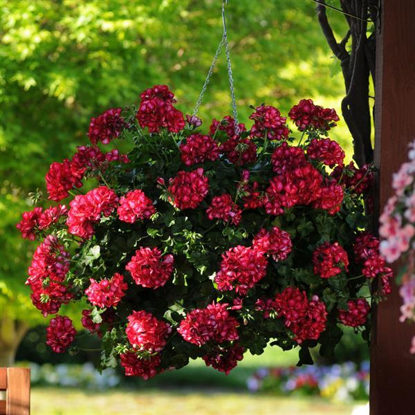Geranium Ivy Hanging Basket 11″ Chippewa Valley Growers