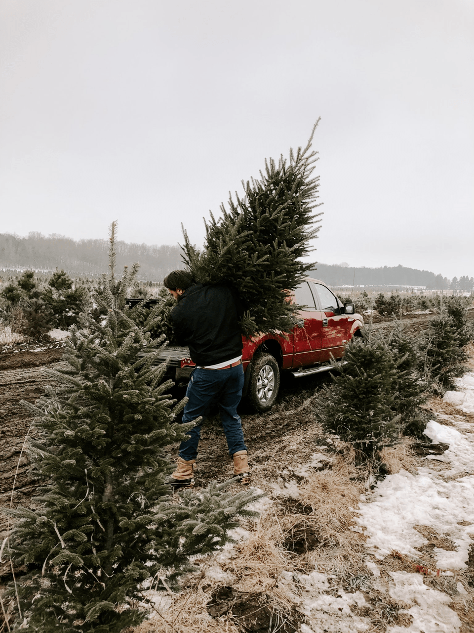 Chippewa Valley Trees Fresh Cut Christmas Trees, close to Chippewa