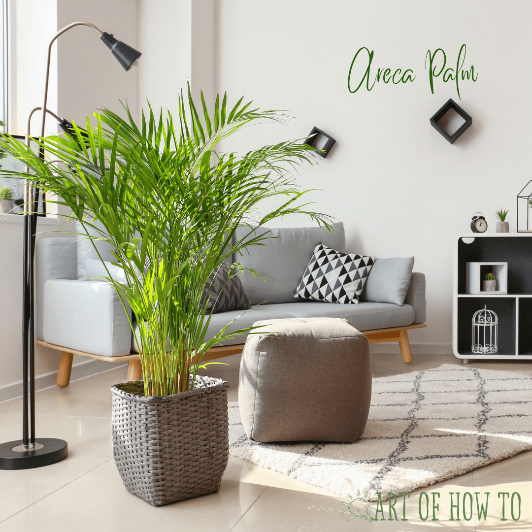 Time To Go Indoor Plant Shopping Art of How To