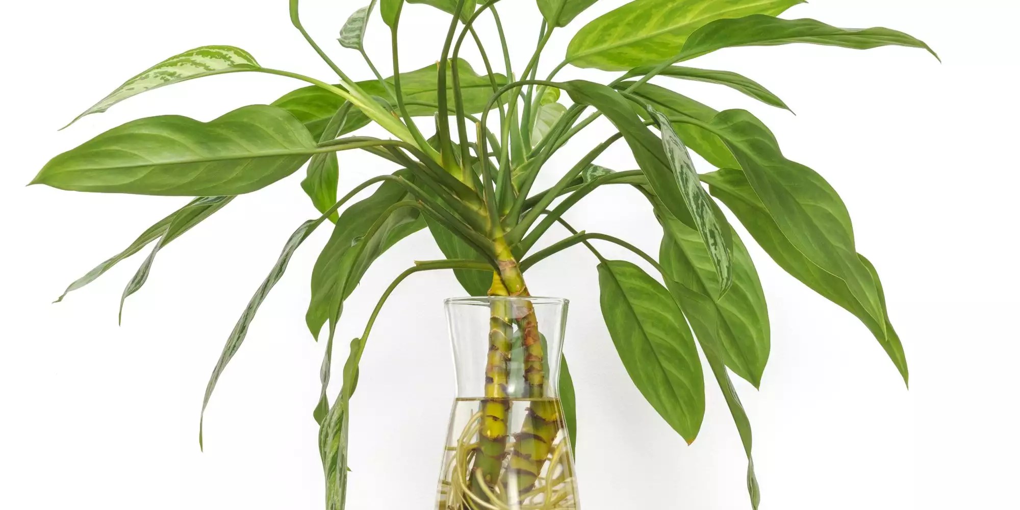 13 Best Plants That Grow In Water