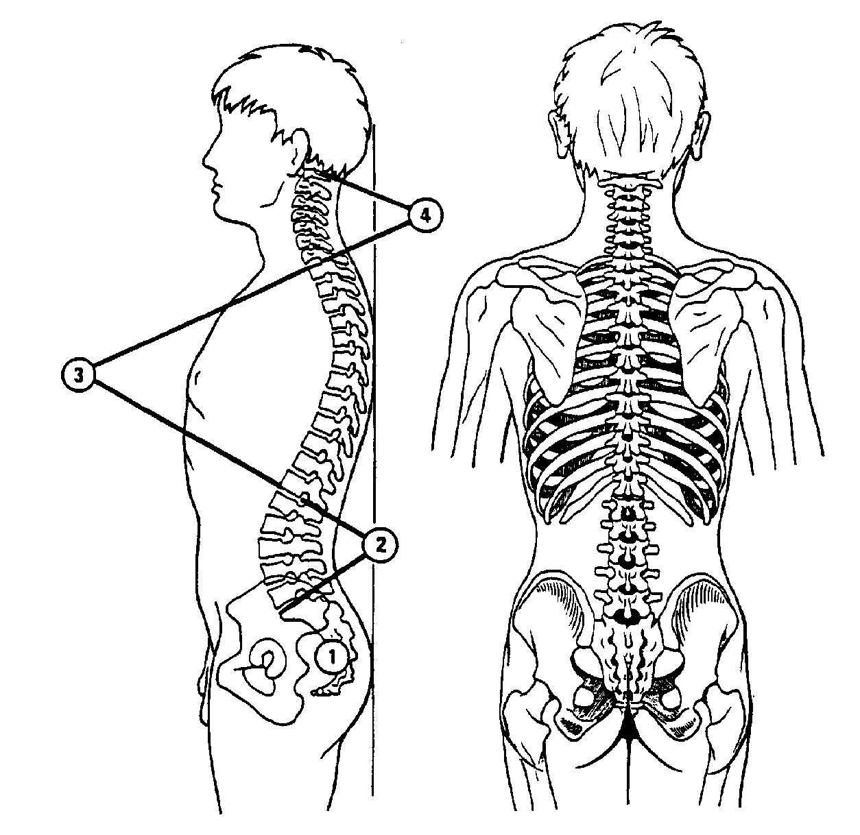 Structure and Function