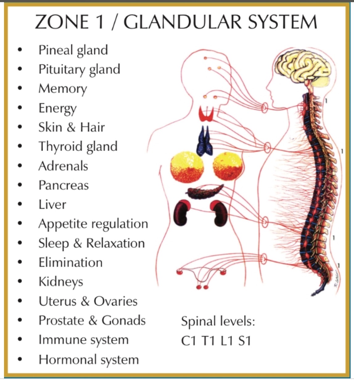 How Your Body Works Manhattan Beach NEW PATIENT SPECIAL
