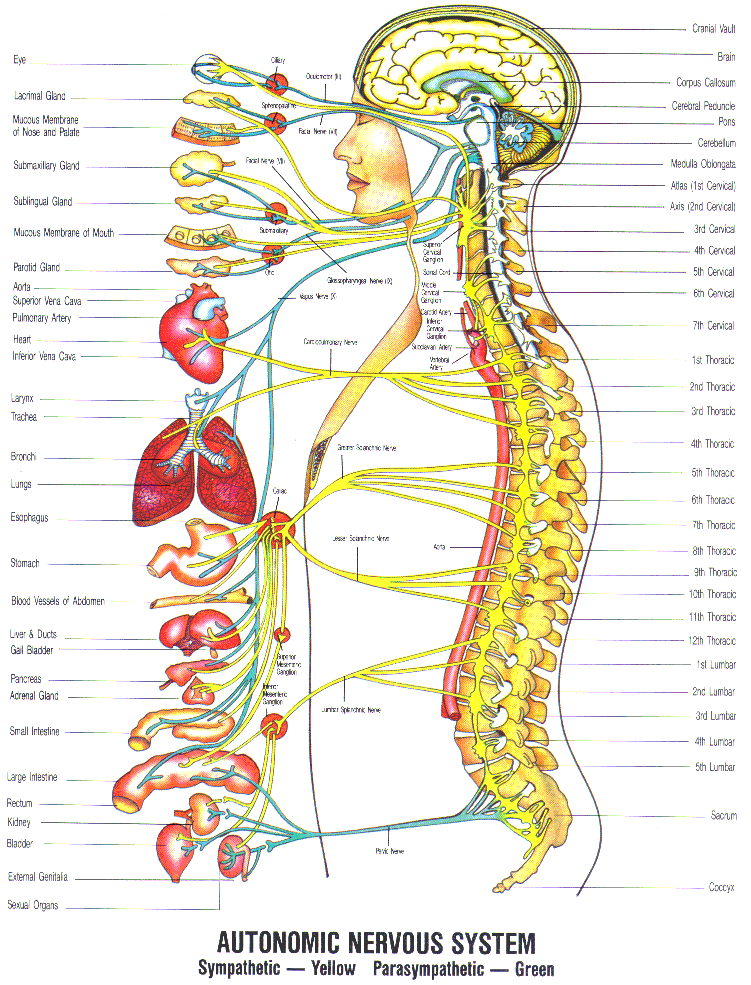 What is Chiropractic? Find out at True Chiropractic Wellness