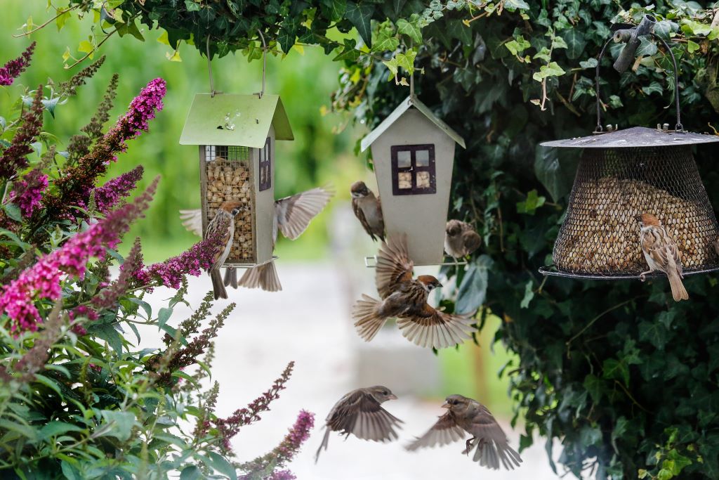 Beginner’s Guide to Backyard Bird Feeding Chirp Nature Center