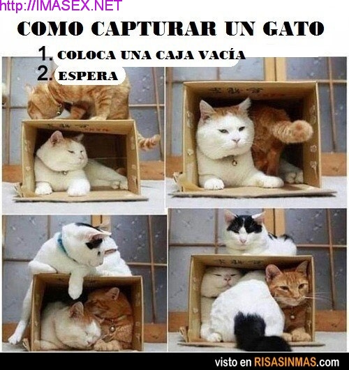 Cómo capturar a un gato Chistes D