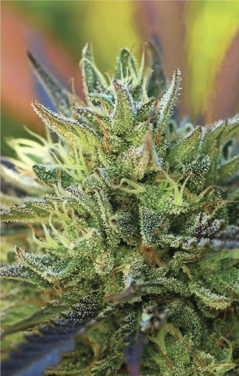 LEMON KUSH fem 10 ChiTown Seeds