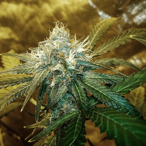 CHERRY MIST 12 regular seeds Seattle Chronic ChiTown Seeds