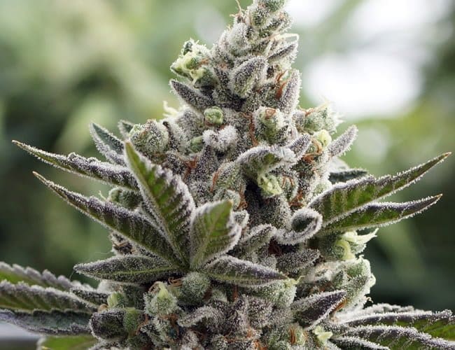 SCOTTS OG 6CT FEMINIZED ChiTown Seeds