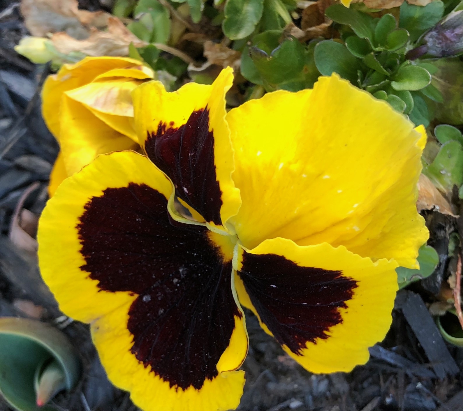 flower of the week Violet is a symbol of humility and virtue, and