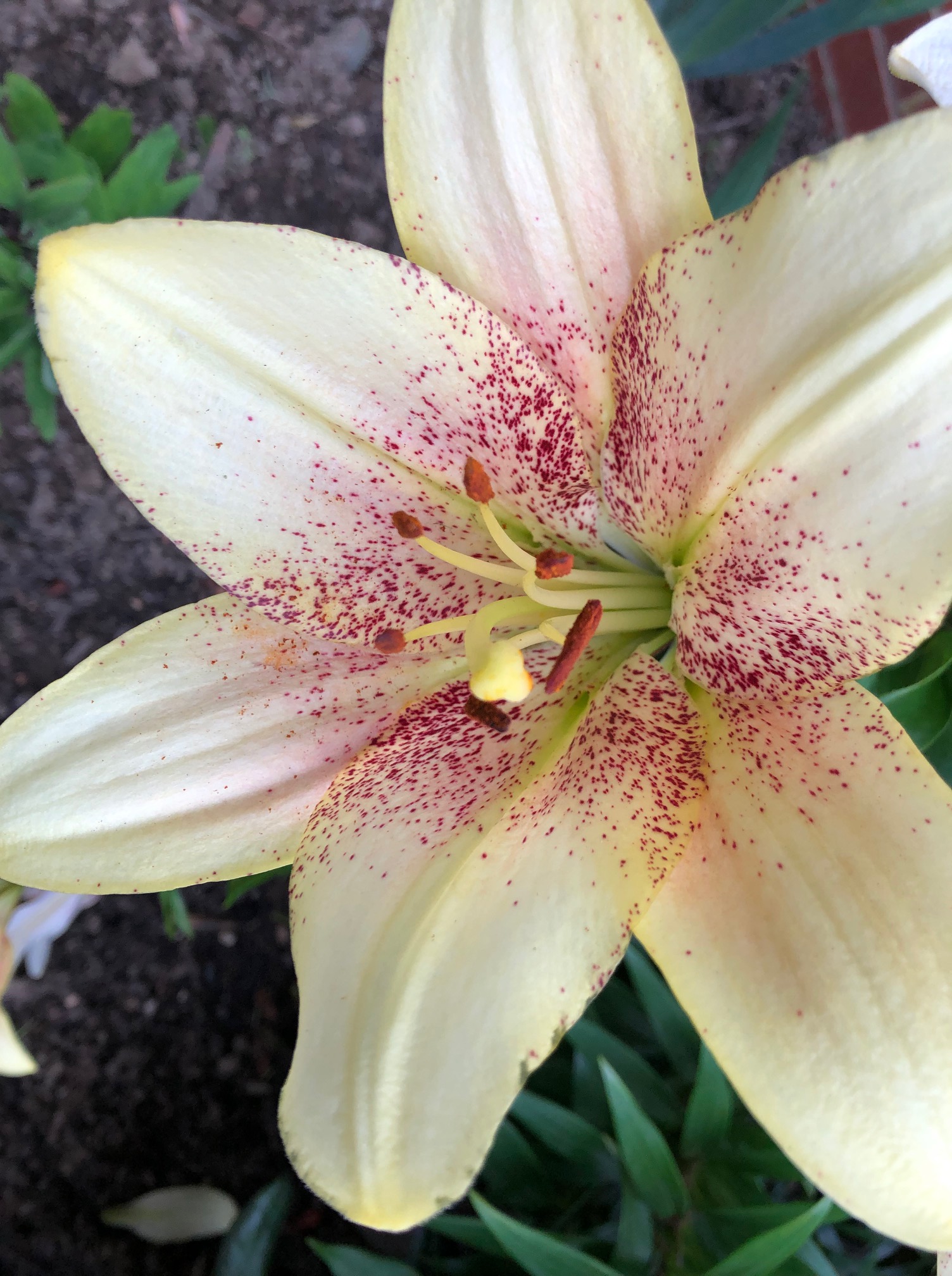 colors of summer the name Lily comes from the latin lilium and was