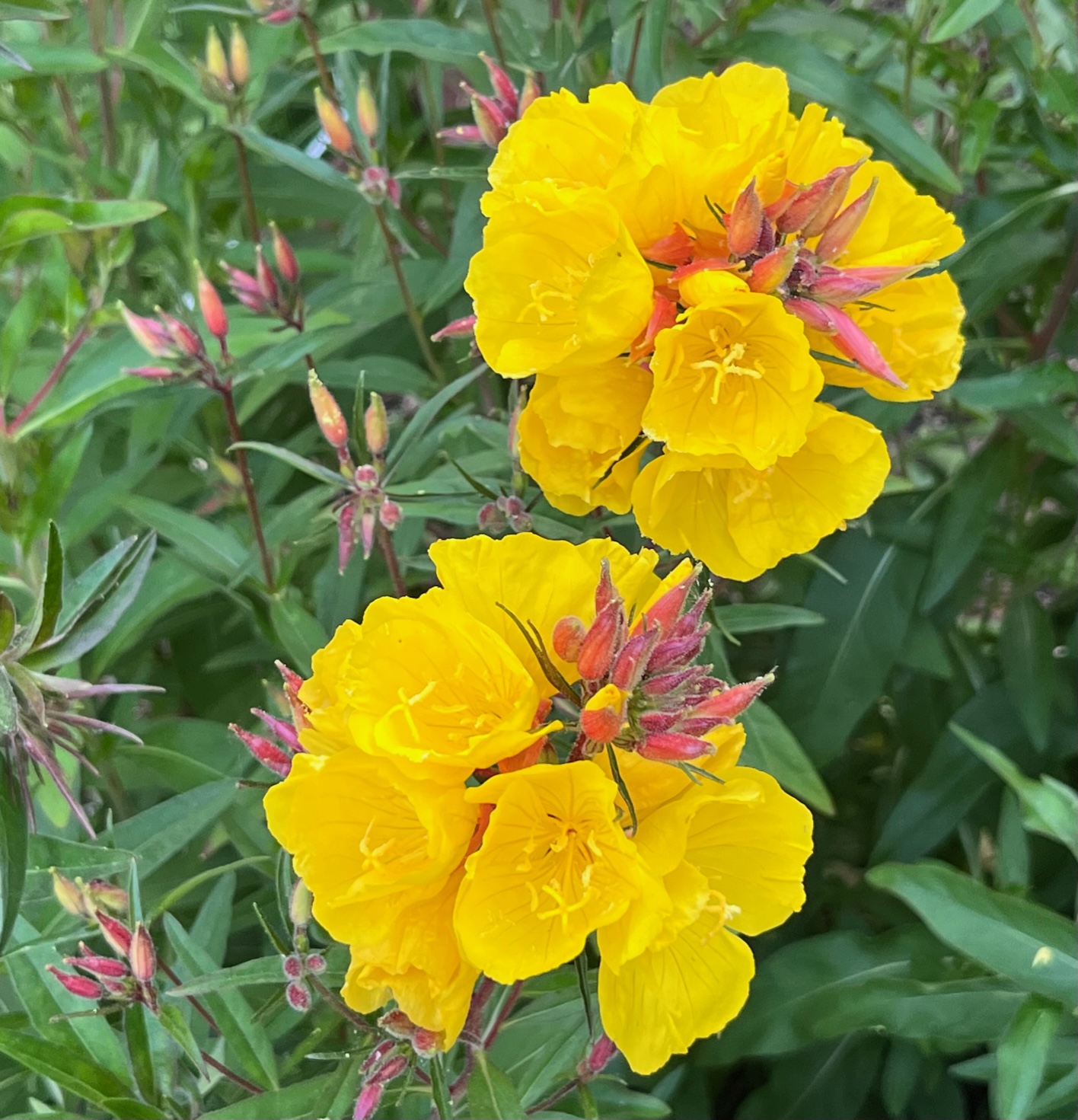 quote of the week “Love is like flowers, it’s often found in the most