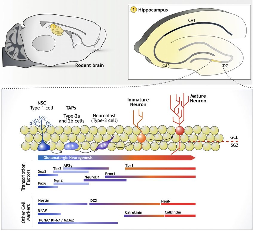 Is there human hippocampal neurogenesis? Chloe Page