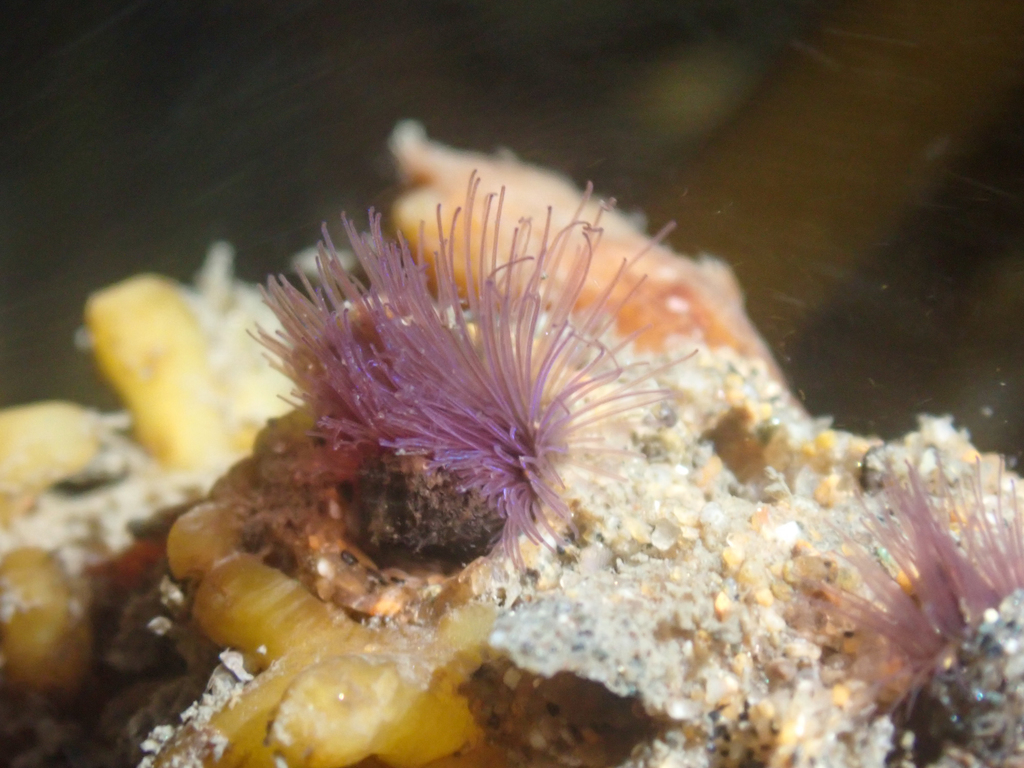 The MicroArchitect Worm Ft. The California Sandcastle Worm Chloe Van