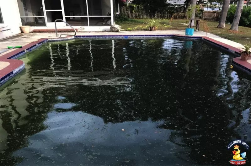 Green Pool Services Chlorine King Pool Service Seminole, Florida