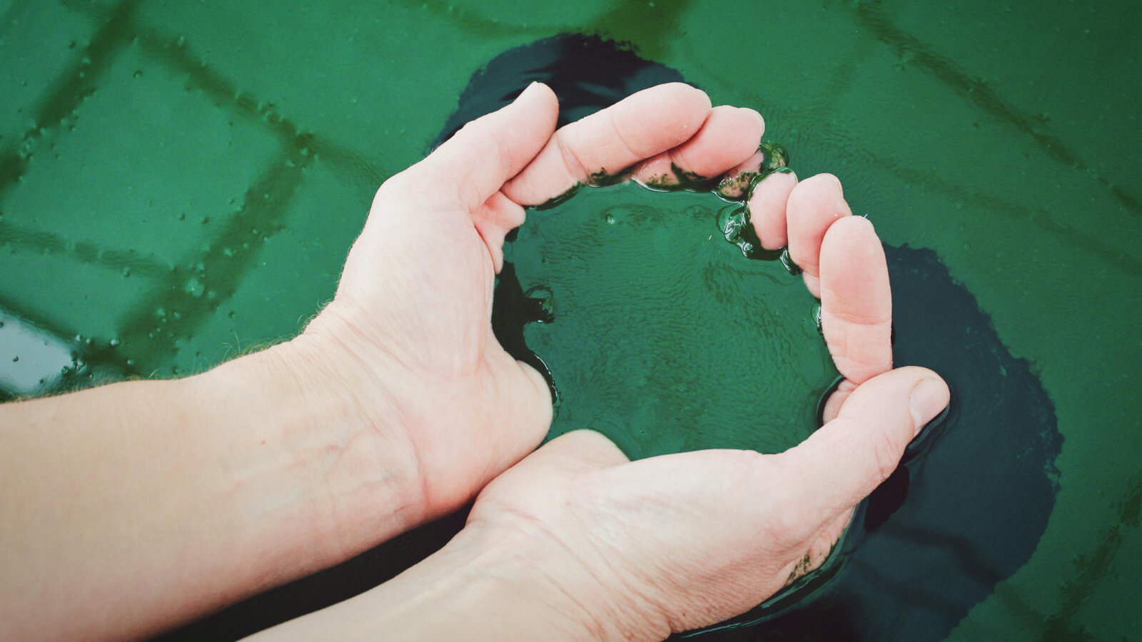 Chlorophyll vs Spirulina is Spirulina Chlorophyll?