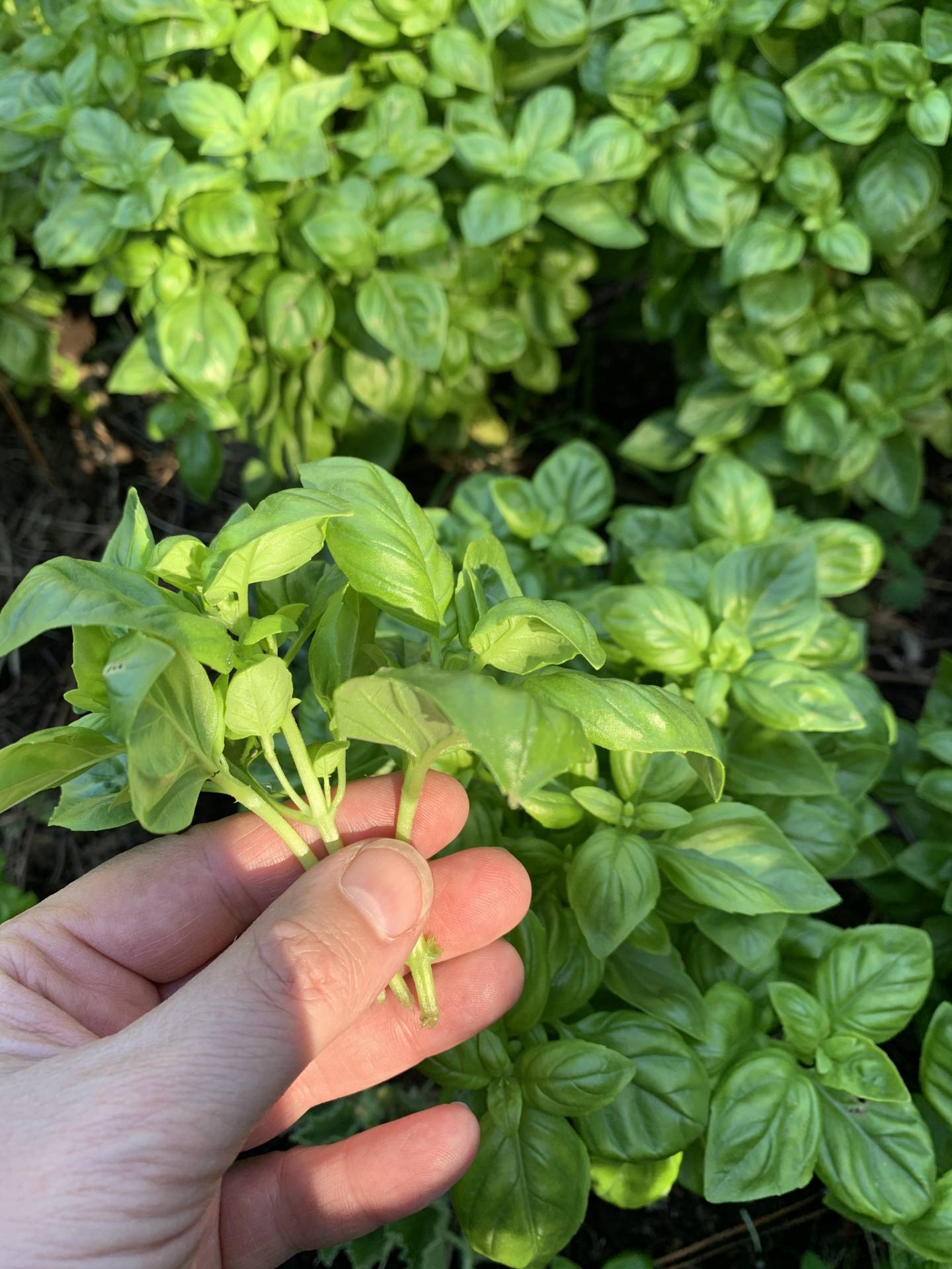 Grow a Basil Plant in Your Window from Cuttings • Chocolate Box Cottage
