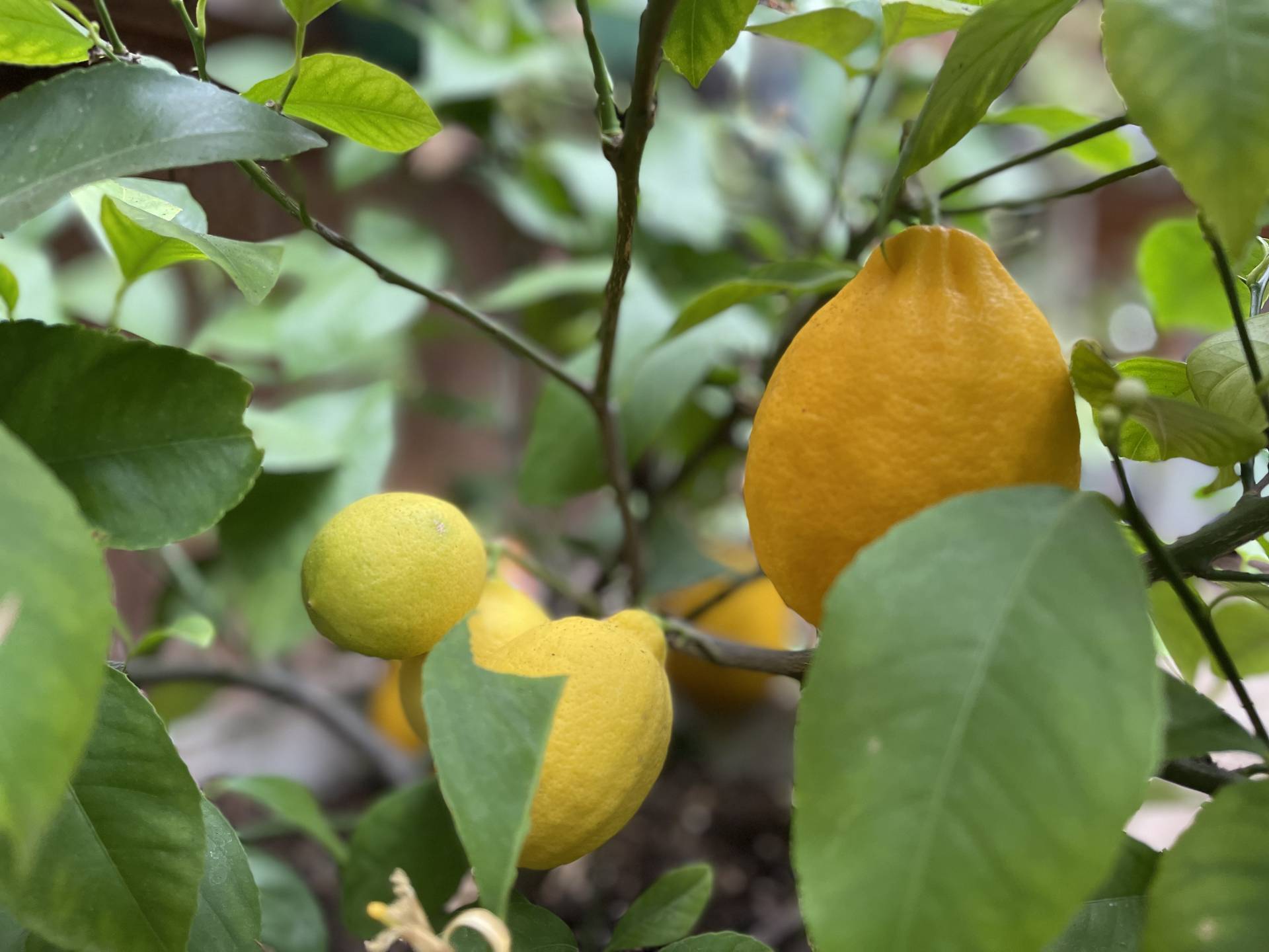 Potted Lemon Grove Grow Meyer Lemon Trees from Seeds • Chocolate Box