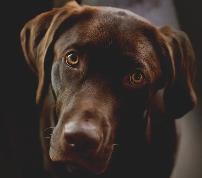 Home Lucky Labs Breeders Labrador Retriever Breeder