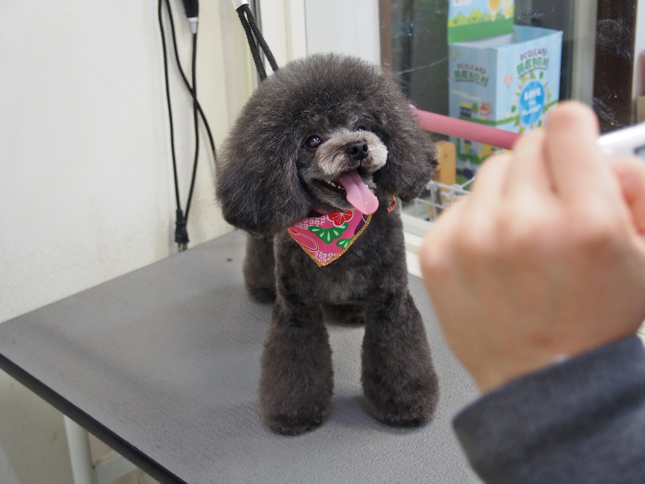 ショコラ岡崎店 写真館 犬 猫 トリミング ペットホテル