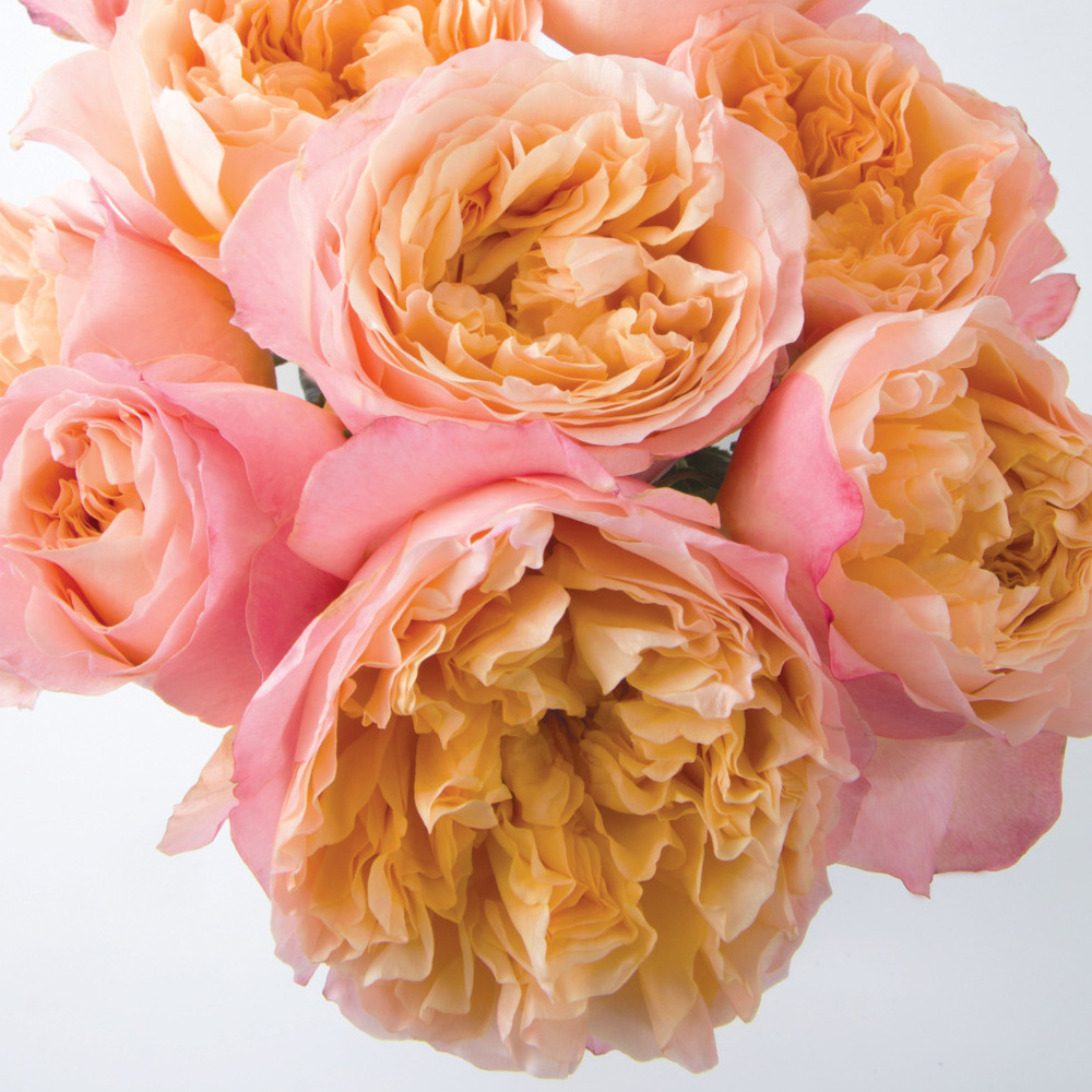 David Austin Garden Rose Choice Farms LLC