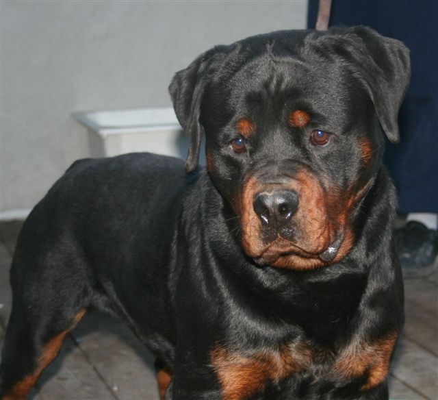 Rottweiler Dog 1 Year Old