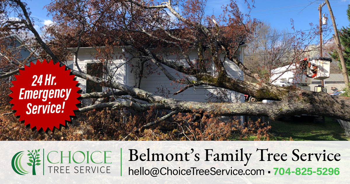Home Choice Tree Service