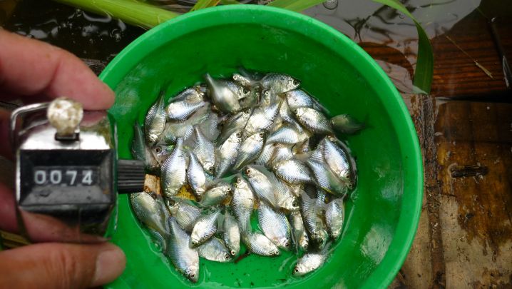 2016/8/28タナゴ釣り！ みんなの釣果自慢