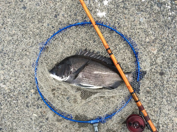 始めまして、和竿でヘチ釣りを楽しんでいます。 みんなの釣果自慢