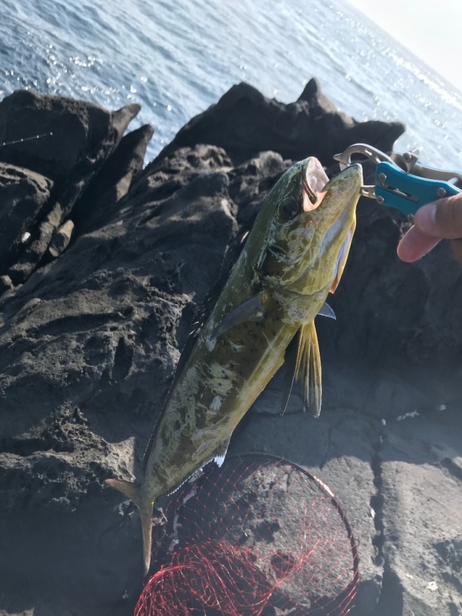 東伊豆磯、ペンペン大量です みんなの釣果自慢