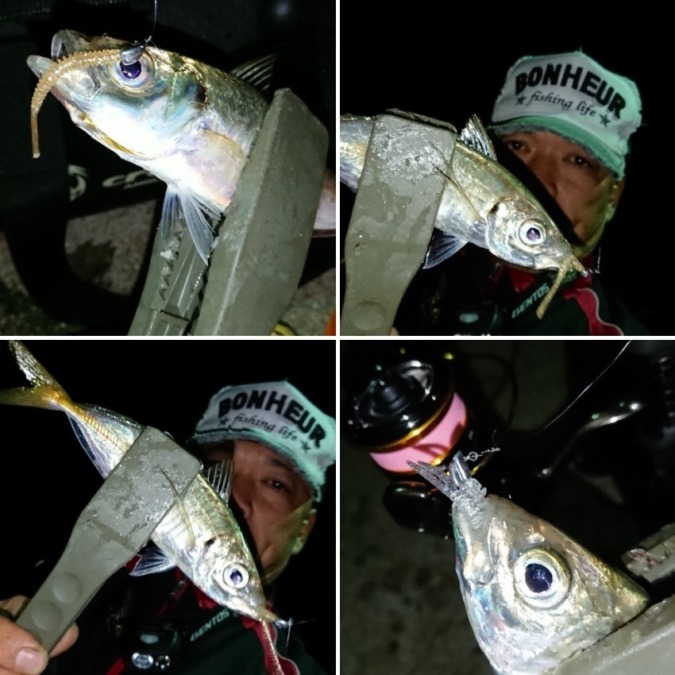 スナメリ回遊後からのアジング_(..)_ みんなの釣果自慢