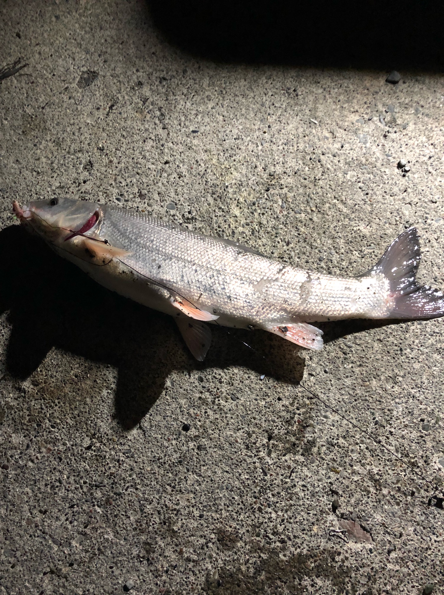 【釣行記】2021年5月某日 苫小牧港でカレイ釣り 釣果あり ちょこっと釣りライフ