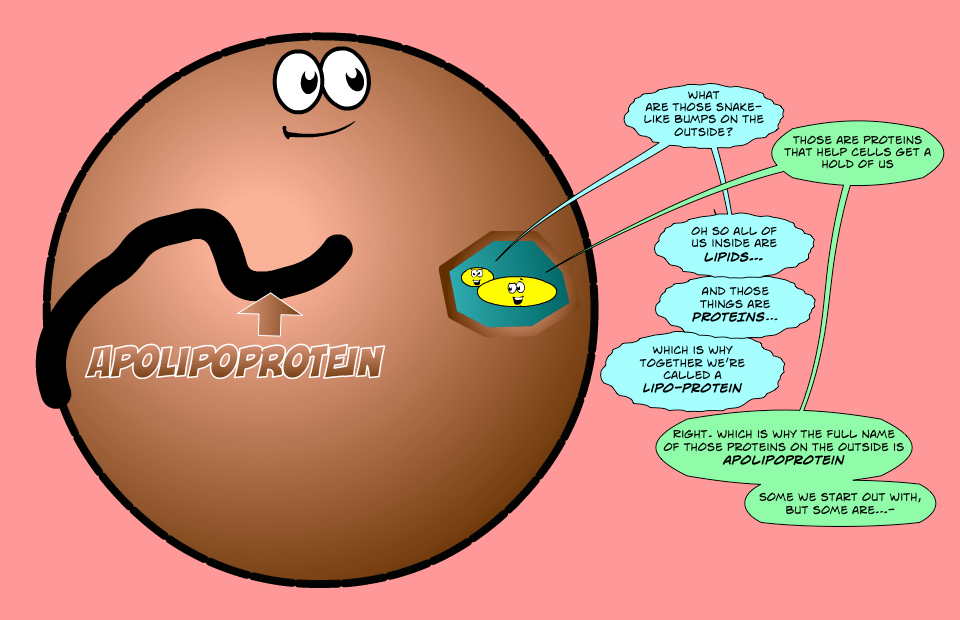 A Simple Guide to Cholesterol on Low Carb Part II Cholesterol Code