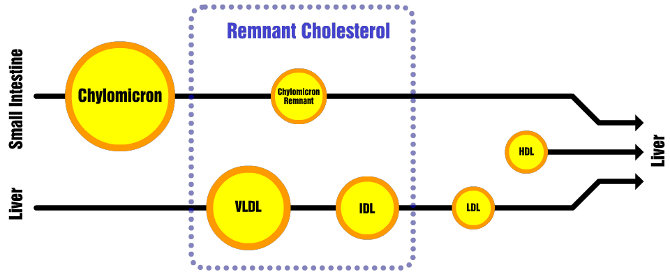 Remnant Cholesterol What Every Low Carber Should Know Cholesterol Code