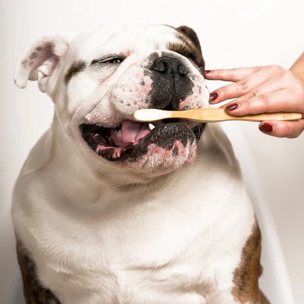 Brushing your dog teeth Chomp Toothpaste