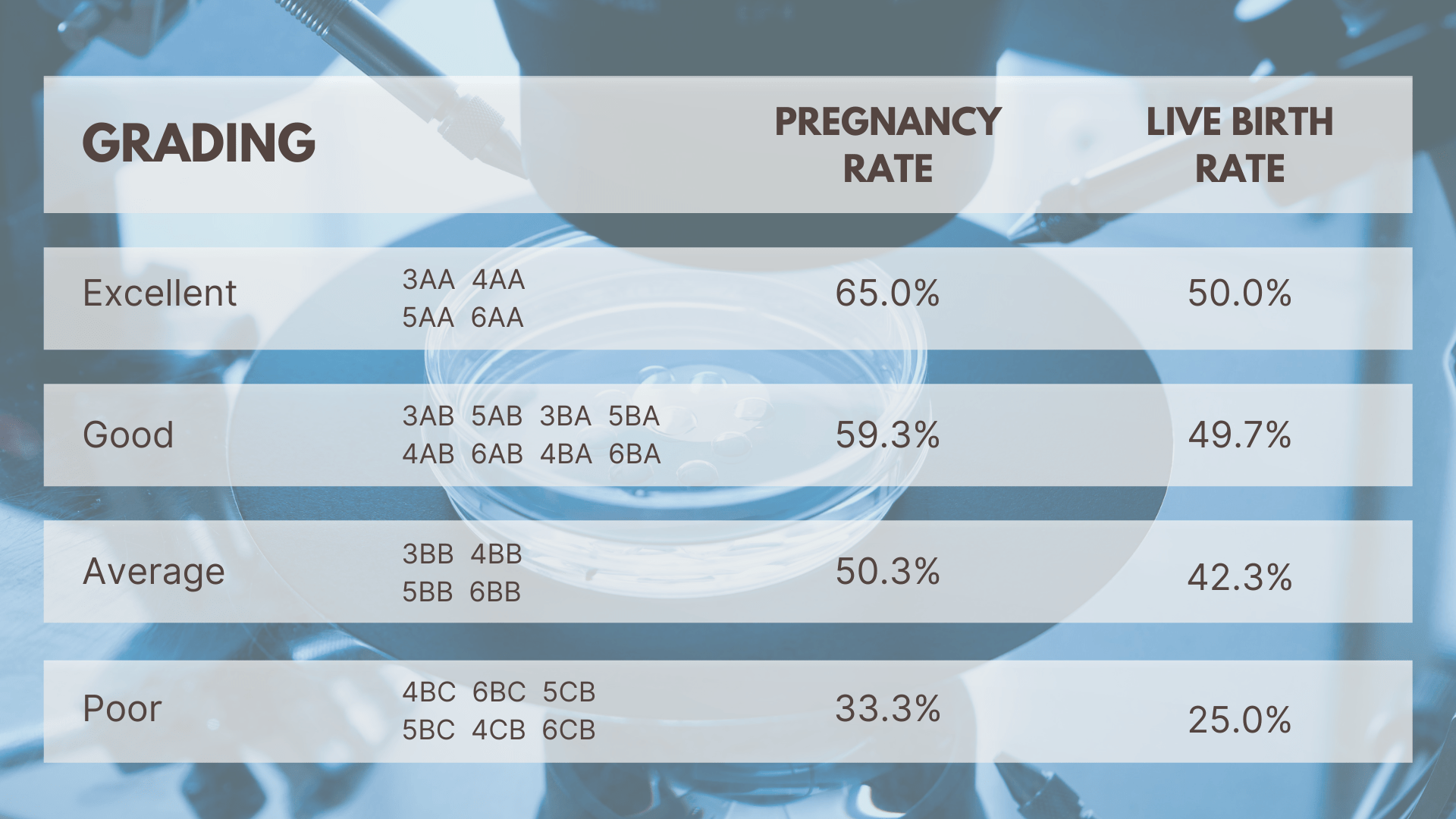 Embryo Grading A Guide to IVF and Your Fertility Journey Chong Medicine